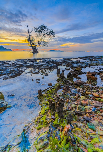 Tramonto di bellezza e albero di magrovie sulla spiaggia di Tanjung Pinggir