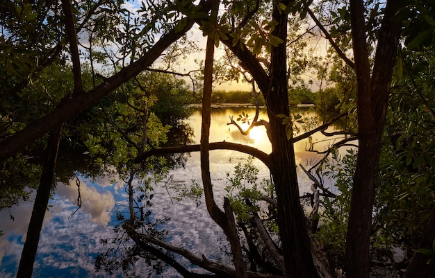 Tramonto di Mangroove in Riviera Maya