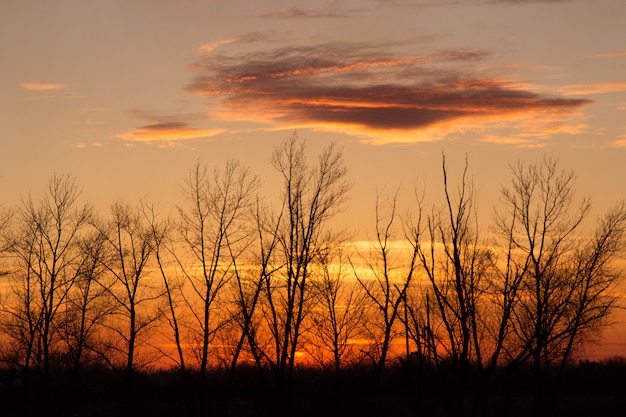 Tramonto di sera nella foresta