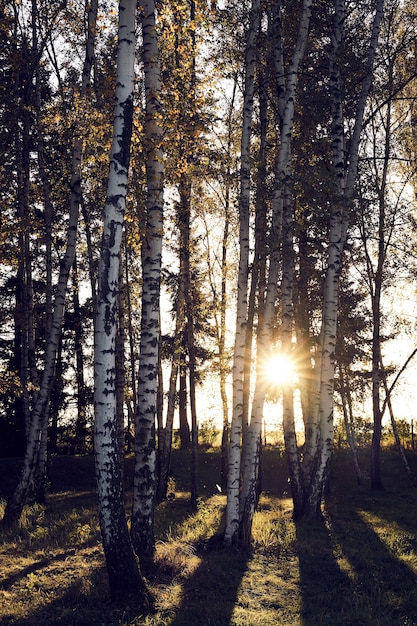 Tramonto dietro gli alberi