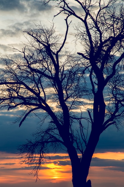 Tramonto dietro l&#39;albero