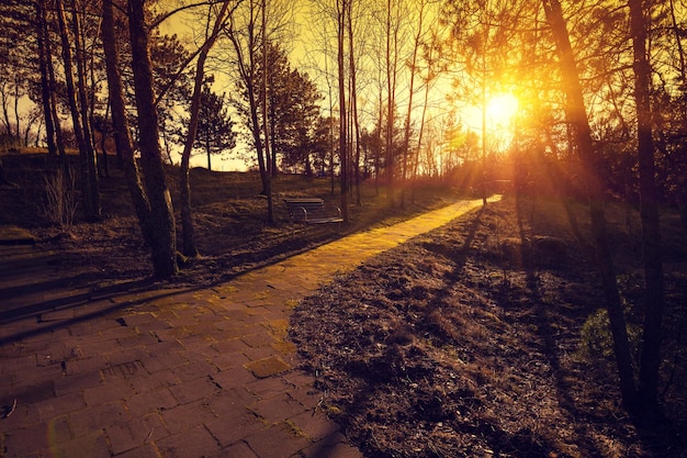 Tramonto dorato nel parco in autunno