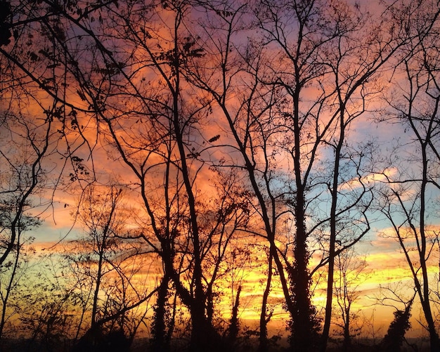 Tramonto e alberi con cielo rosso