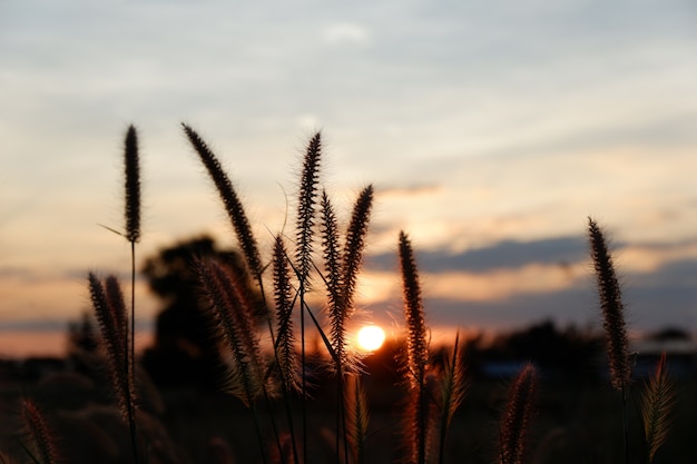 Tramonto e il fiore dell&#39;erba