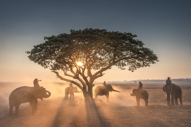 tramonto e mahout con elefanti