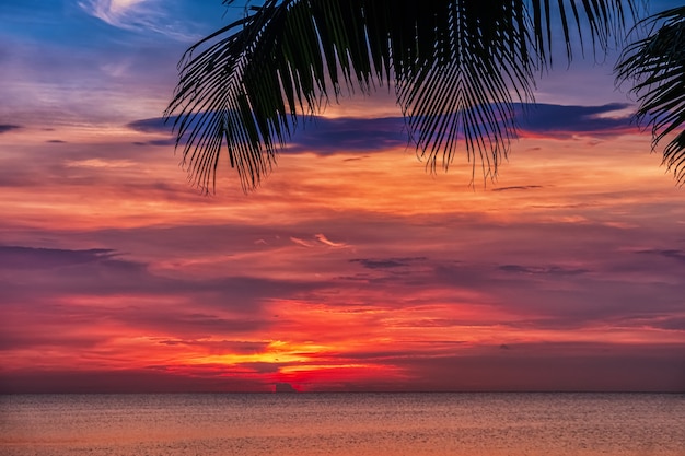 Tramonto e palme - priorità bassa della natura.