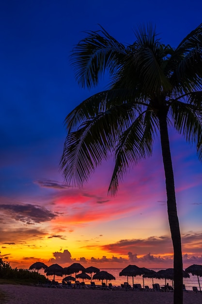 Tramonto e palme - priorità bassa della natura.