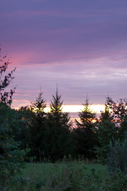 Tramonto estivo in campagna. Abeti sul fondo del cielo.