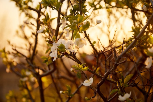 Tramonto in fiore di ciliegio