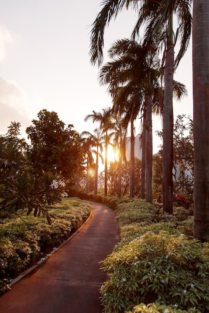 Tramonto in giardini alla baia, Singapore. Il sole si accende attraverso le palme sulla strada pedonale.