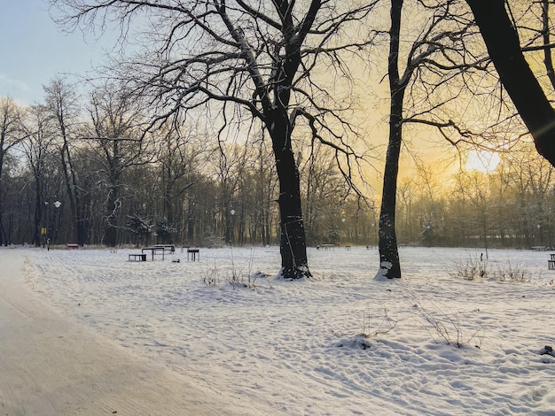 Tramonto in inverno nel parco innevato Concetto di stagione e tempo freddo