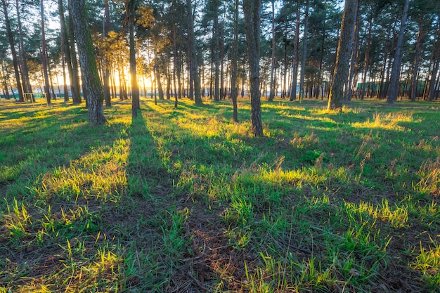 Tramonto in primavera nel parco dei pini della città