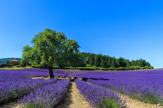 Tramonto in un bellissimo campo di lavanda con alberi e foreste in background.