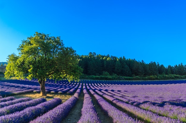 Tramonto in un bellissimo campo di lavanda con alberi e foreste sullo sfondo. Provenza, Francia, Europa.