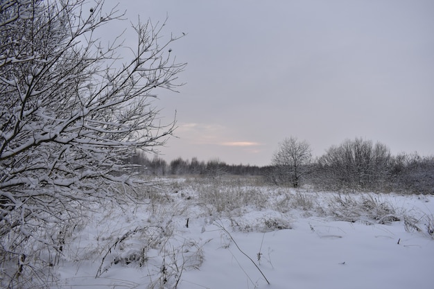 Tramonto in un campo innevato in inverno