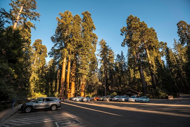 Tramonto in un parcheggio pieno di auto Sequoia Sequoia National Park