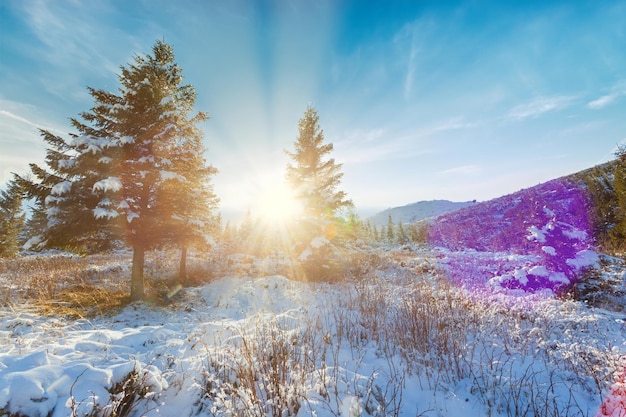 Tramonto invernale paesaggio bellissimo sfondo sera fredda Fantastica vista sulla foresta invernale Raggi del sole azzurro neve Perfetto cielo nuvoloso arancione Scena della natura di Natale Gelo Strada invernale Alberi ad alto fusto