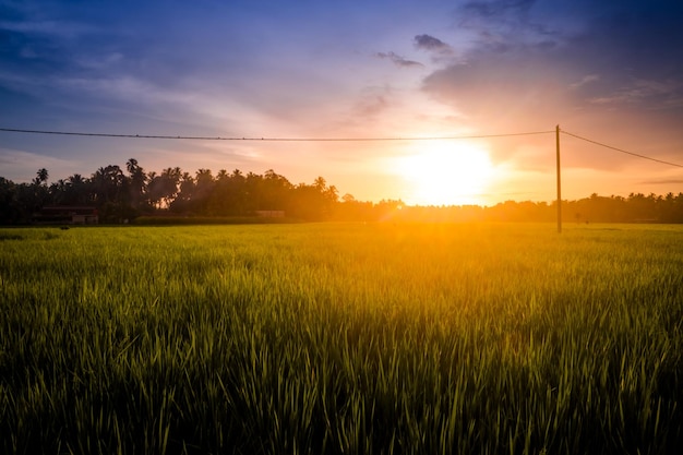 Tramonto luminoso e luminoso su terreni agricoli