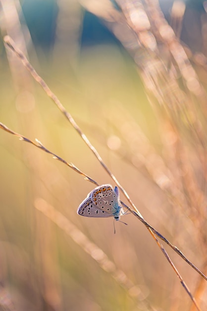 Tramonto natura prato campo con farfalla come concetto di sfondo autunno primavera. Bella serenità