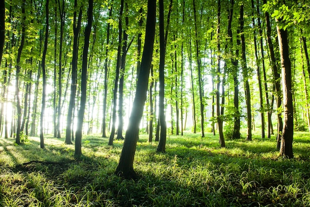 Tramonto nel bosco