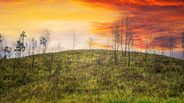 tramonto nel campo con l'albero