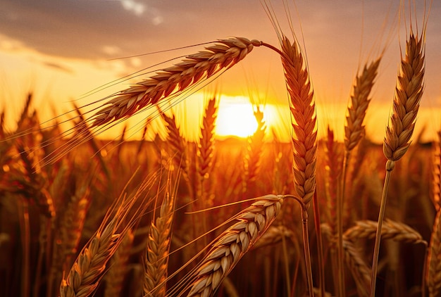 Tramonto nel campo di grano stock arancione e oro ai generato