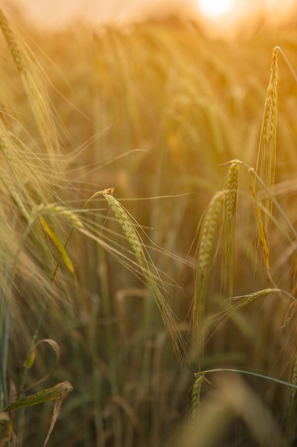 Tramonto nel campo di grano