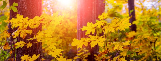 Tramonto nella foresta autunnale. Foresta d'autunno con foglie di acero gialle contro il sole