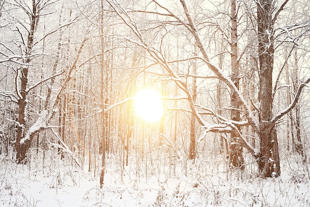 tramonto nella foresta invernale / tramonto nel parco di febbraio, foresta e sole innevati, riposo invernale