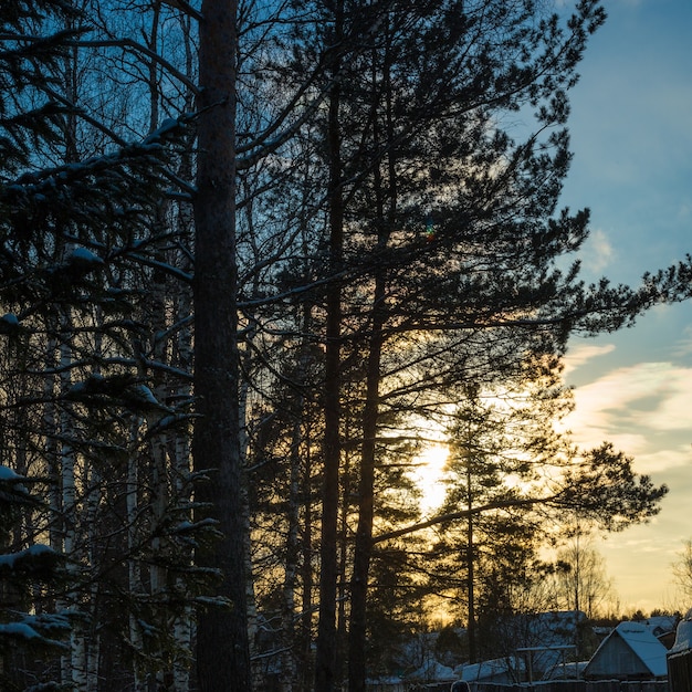 Tramonto nella foresta invernale