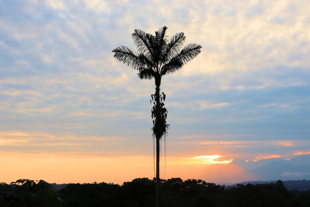 Tramonto nella foresta pluviale con alberi sullo sfondo