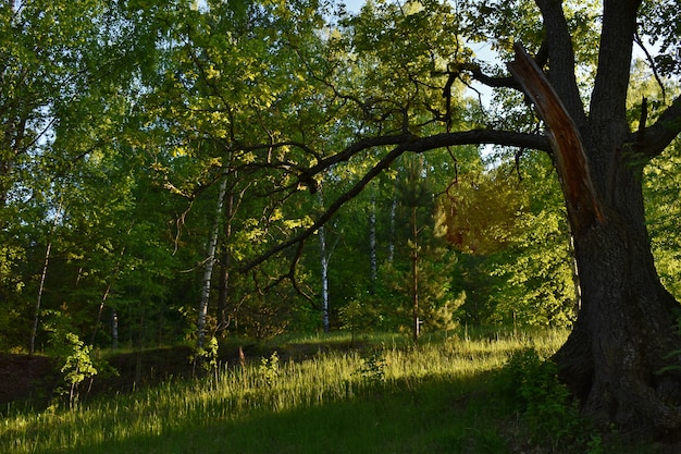 Tramonto nella foresta verde estiva