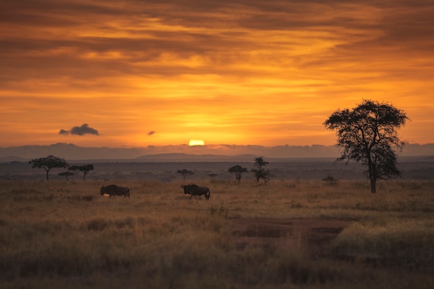 Tramonto nella savana