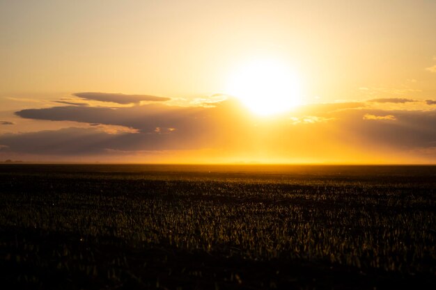 Tramonto o alba in un campo primaverile con erba verde, salici e cielo nuvoloso. Creazione di raggi di sole