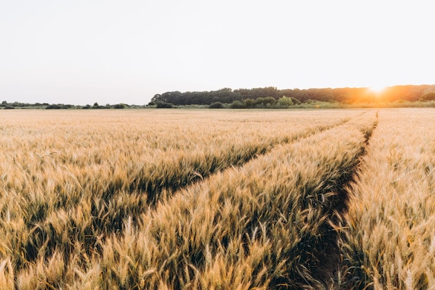 Tramonto o alba su un campo di segale con spighe dorate e un drammatico cielo nuvoloso.