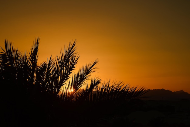 Tramonto Palma in primo piano