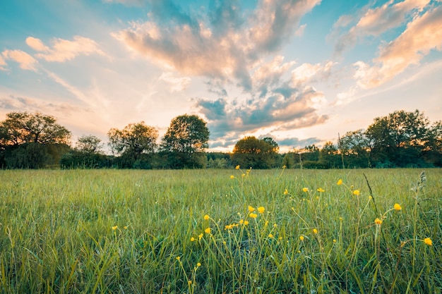 Tramonto prato campo con alberi e colorato cielo nuvoloso Natura idilliaca paesaggio idilliaco luce solare