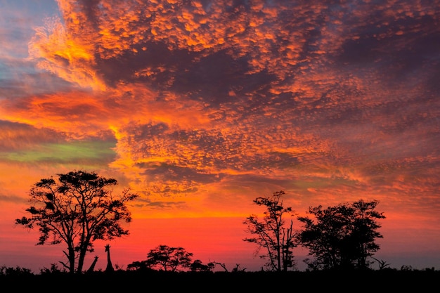 Tramonto Savuti Botswana