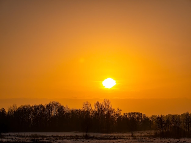 Tramonto soleggiato arancione sopra l'orizzonte della foresta