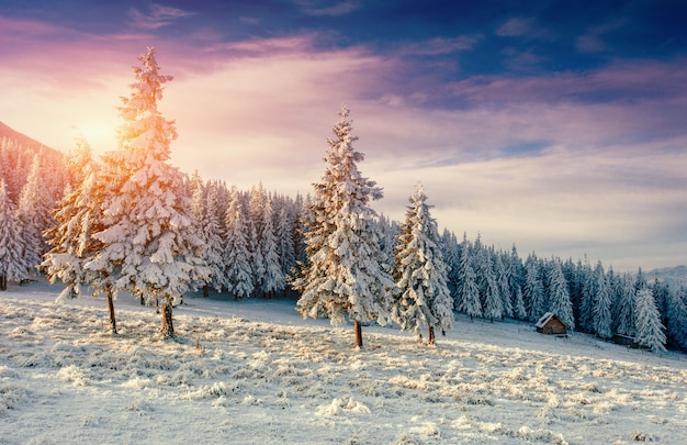 Tramonto sopra gli alberi innevati in brina invernale