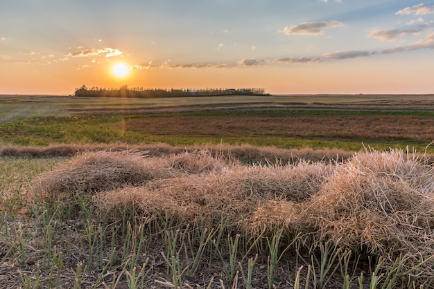 Tramonto sopra un&#39;andana del campo di canola al raccolto vicino a Swift Current, Saskatchewan, Canada