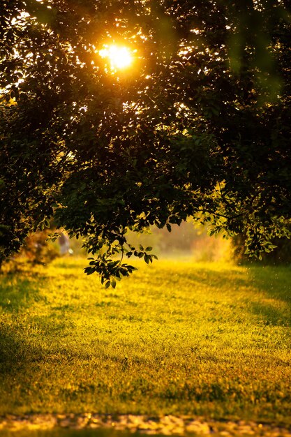 Tramonto su erba e albero