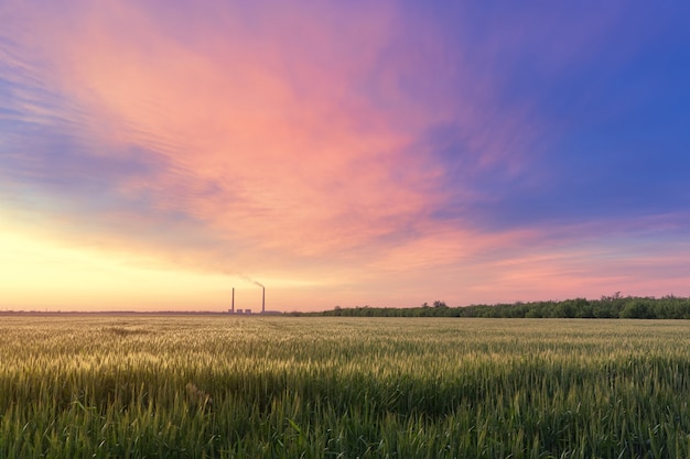 Tramonto su un campo di grano, campi paesaggistici dell'agricoltura ucraina