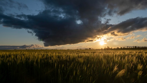 Tramonto su un campo di grano in maturazione