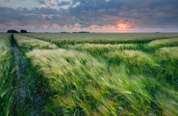 tramonto sul campo di cereali in estate