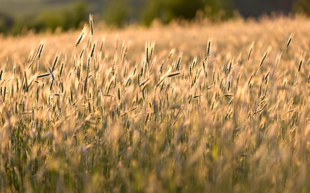 Tramonto sul campo di grano