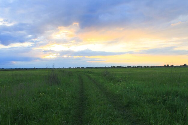 Tramonto sul prato