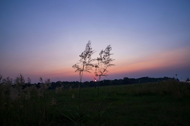 Tramonto sull'erba di Kans o sulla vista del paesaggio dei fiori di Saccharum spontaneum