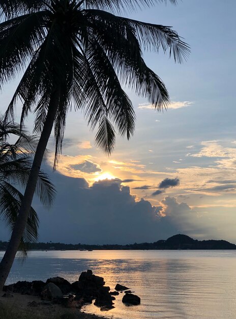 Tramonto sull'oceano con sagome di palme