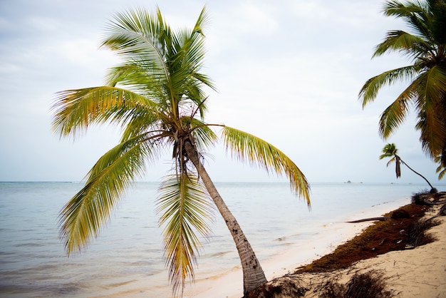 Tramonto sulla spiaggia Repubblica Dominicana, costa atlantica. Alghe sulla bellissima costa, anomalie climatiche. Spiaggia sporca.